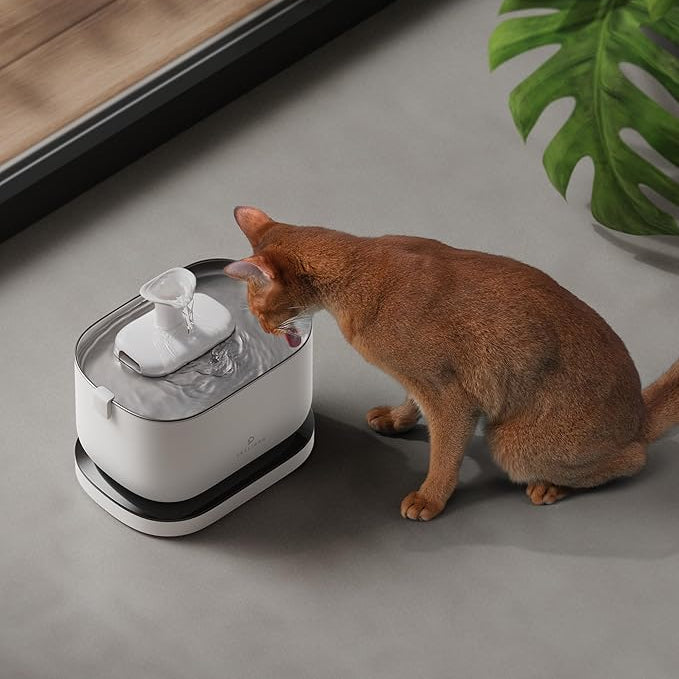 Pawtain® – Fuente de agua automática para gatos